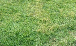 Lawn Before Seeding