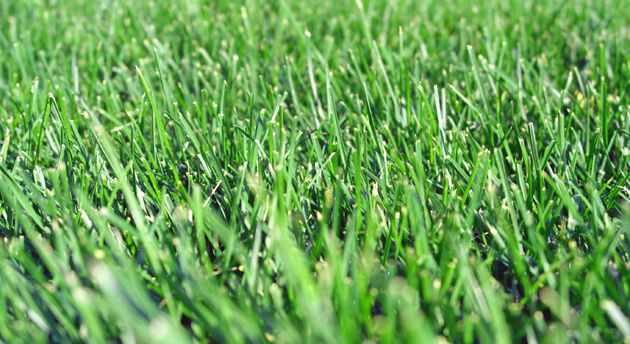 Turf-Type Tall Fescue Grass Seed
