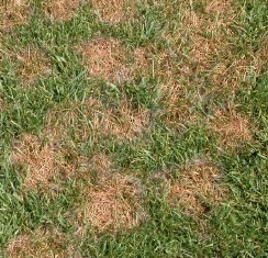 Symptoms of Pythium Blight Lawn Disease