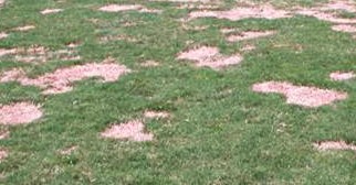 Spring Dead Spot Disease in Bermudagrass