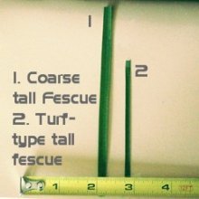 Coarse Tall Fescue vs. Turf type Tall Fescue