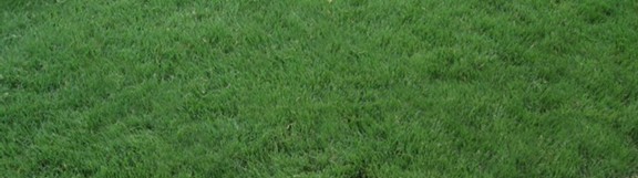 Turf-type Buffalo Grass
