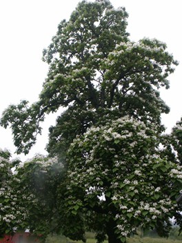 Record Catalpa Tree- Over 70 ft Tall and 70 ft. Wide