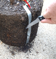 Cutting a groove in the root ball before planting