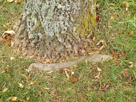 Girdling Root on a Tulip Tree