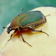 Adult Green June Beetle