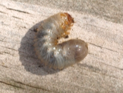 Larva of Green June Bug