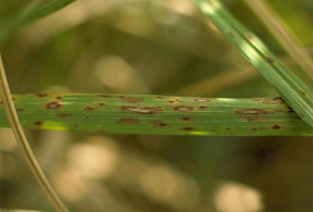 Helminthosporium Leaf Spot