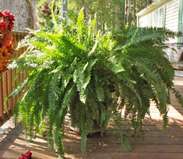 Large Container-Grown Fern