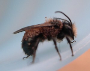 Pollen Mites on a Mason Bee