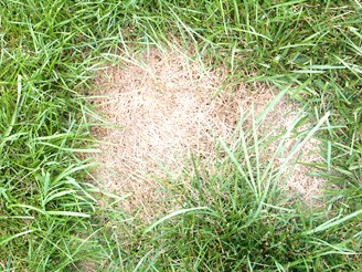A Dead Patch From Dog Urine