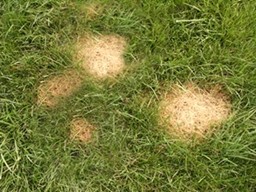 Urine Damaged Grass