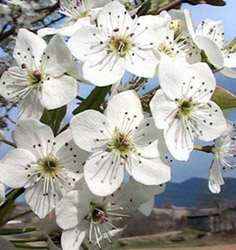 Bradford Pear Tree Blossoms