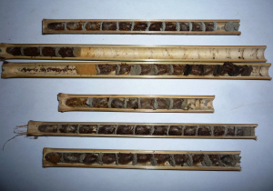 Mason Bee Cocoons Inside Bamboo Tubes