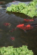 Koi Fish in a Garden Pond