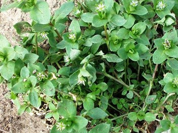 Common Chickweed Winter Annual Lawn Weed