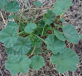Common Mallow Lawn Weed