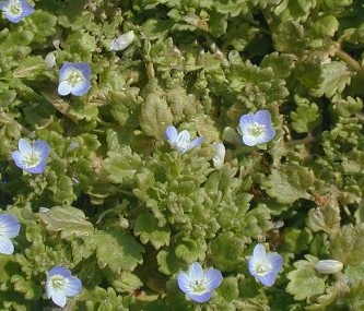 Corn Speedwell Winter Annual Lawn Weed