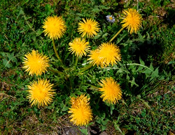 Dandelion Leaves and Yellow Flowers