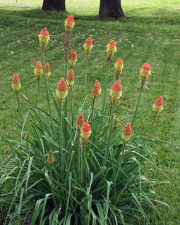 Flaming Torch Lily also called Flaming Arrows