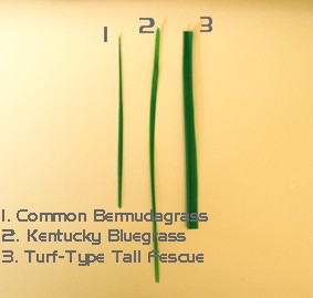 bermudagrass, bluegrass, fescue leaf blade comparison