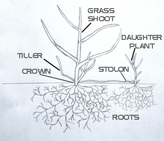 Plant Structure of Lawn Grass
