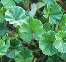 Ground Ivy Scalloped Shaped Leaves