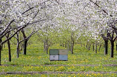 Honeybees in an Orchard
