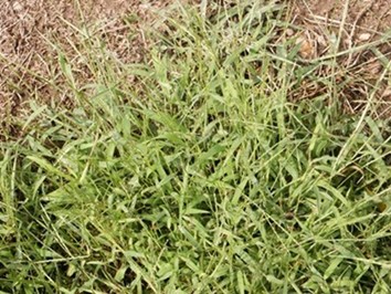 Mature crabgrass plant