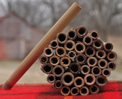 Natural Reed Nesting Tubes for Mason/Leafcutter Bees