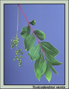 Poison Summac Branch