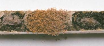 Pollen Mites Inside a Nesting Tube