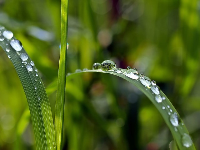Grass with Raindrops 