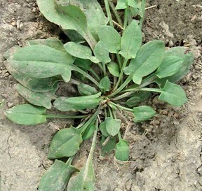 Weed Identification for Perennial Broadleaf Weeds