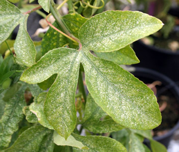Twospotted Spider Mite Damage And Control