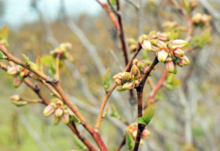 Unopened Blueberry Blossoms