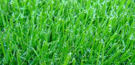 Freshly Watered Grass
