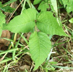 Poison Ivy Leaves of Three