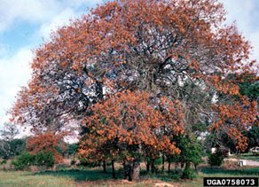 Oak Wilt Disease