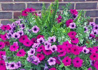 Red and Purple Flowers for Containers