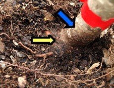 Showing Root Flare in Container Grown Tree