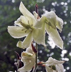 White Yucca Blossoms