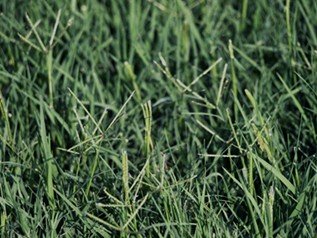 Bermudagrass W Video Bermuda Grass Lawn And Garden Lawn Care