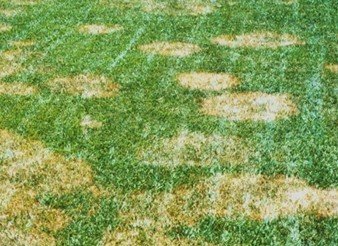 Brown Patch Disease on Tall Fescue