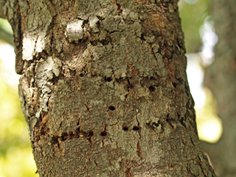 Damage from Yellow-Bellied Sapsucker