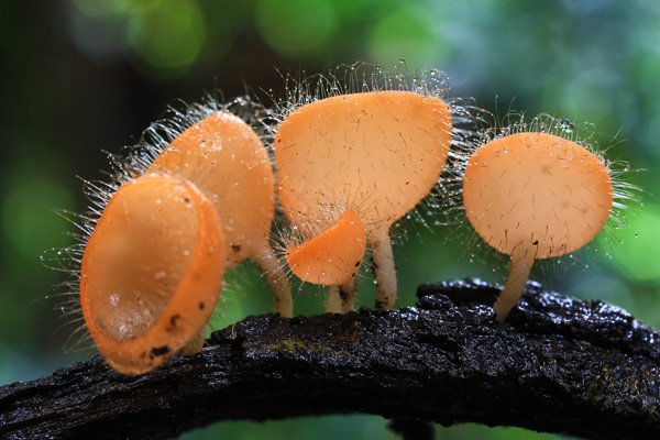 Mushrooms Produced by Fungi In Tree Limb