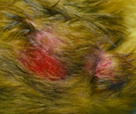 Flea Bites Causing Bloody Sores on Dog