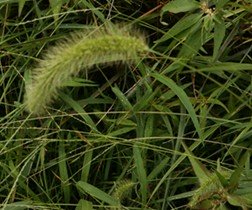 Giant Foxtail Seed Head