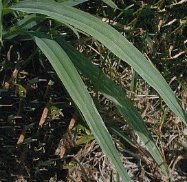 Giant Foxtail Leaves