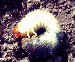 All About Lawn Grubs
